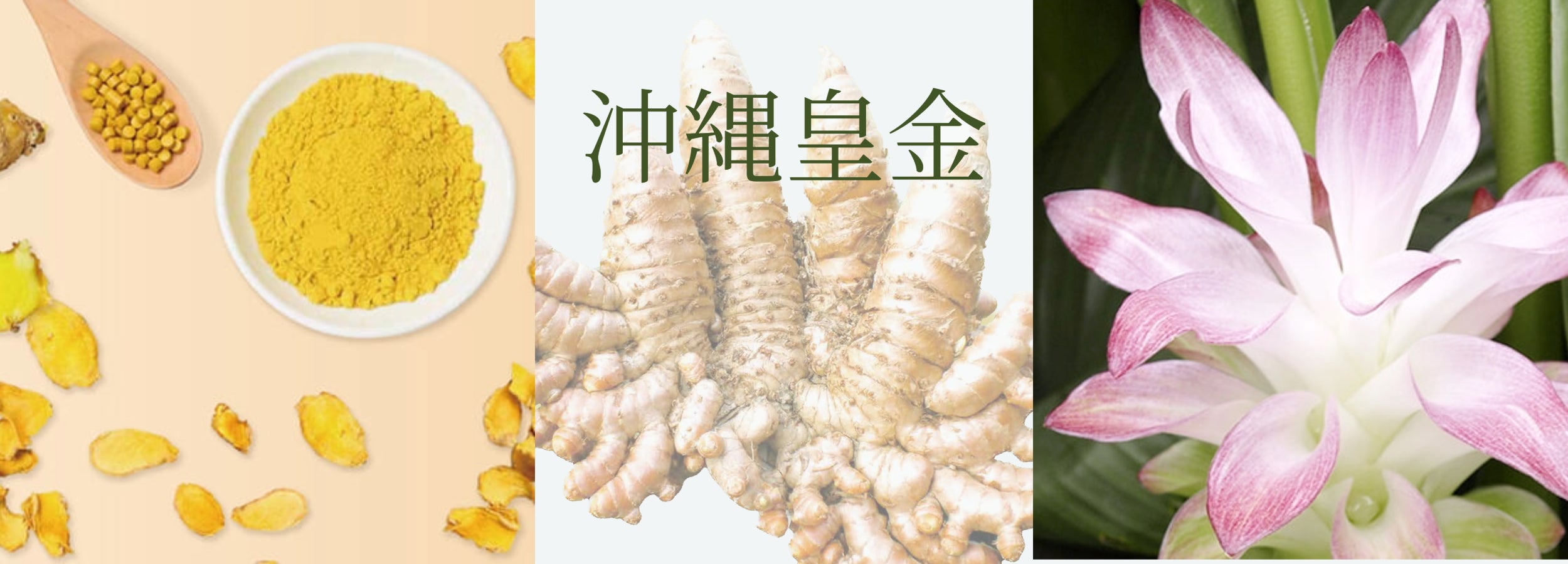 沖縄皇金ウコン